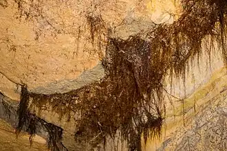 Wurzelwerk, durchgewachsen in den Keller