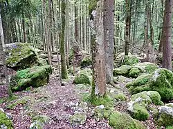 Felsenmeer im Bannwald Untereck mit Fichten-Blockwald