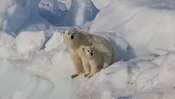 Foto von zwei Eisbären in eisiger Umgebung