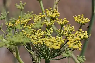 Fenchel