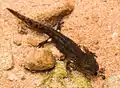 Feuersalamander­larve, Quelltopf Eibach­quelle im Norden von Erfweiler, Naturpark Pfälzerwald