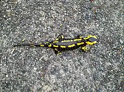 Gebänderte Unterart (Salamandra salamandra terrestris)