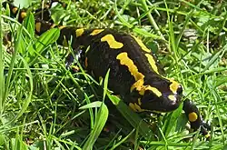 Feuersalamander