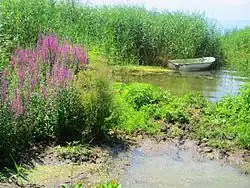 Uferbereich in Nordmazedonien