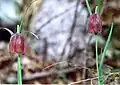 Fritillaria messanensis subsp. gracilis der submediterranen Stufe sind einfarbig dunkelpurpurn