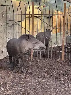 Zwei Flachlandtapire, stehend, in ihrem neuen Gehege in der Tropenhalle namens Meranti-Halle