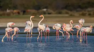 Flamingos im Nationalpark