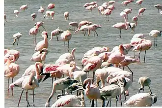 Flamingos am Abijatta