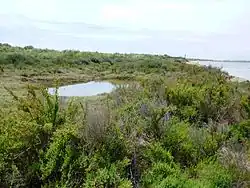 Flussseitige Dünenlandschaft auf der Flecha del Rompido