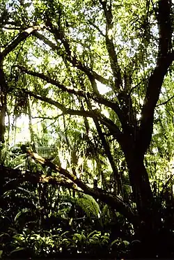 Ein ursprünglicher Wald aus Pisonia grandis auf Flint
