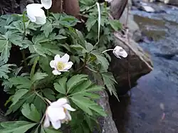 Großes Windröschen im April