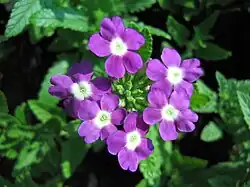 2017 Verbena 'Lila Luzi'