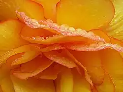 2009 Begonie „Chardonnay“