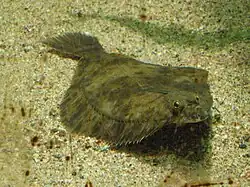 Flunder (Platichthys flesus)