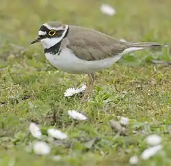 Flussregenpfeifer (Charadrius dubius) findet in ehem. Kiesgruben ein Ersatzbiotop