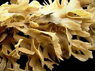 Blättermoostierchen