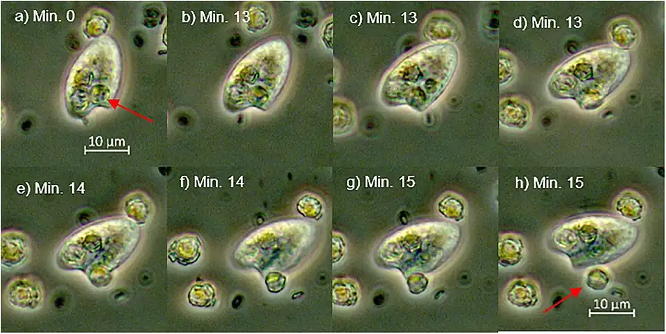O. marina beim Einverleiben von Gephyrocapsa huxleyi, die leere Coccosphären werden wieder ausgeschieden (roter Pfeil).[7]