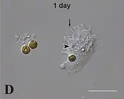 Ebensolche Korallen­zelle mit Algen­zelle darin, daneben Vakuole (Pfeil­spitze); Schein­füßchen (Pfeil oben); 2 freie Algen­zellen.[6]