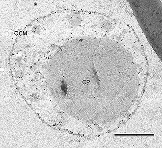 I.&nbsp;hospitalis: Immun­markierung der ATP-Synthase