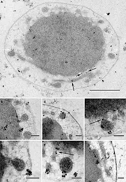 I.&nbsp;hospitalis: Immun­markierung des V4R-Proteins Igni_1332[8]