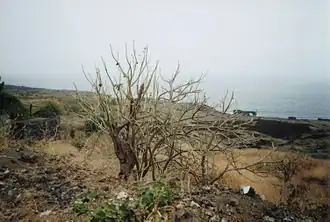 Purgiernussstrauch an der Ostküste von Fogo