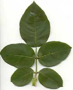 Zusammen­gesetztes Blatt der Rose