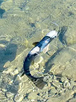 Aktuell befallene Forelle