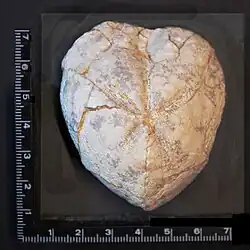 Herzseeigel (Micraster; Echinoida), Fundort: Rethen