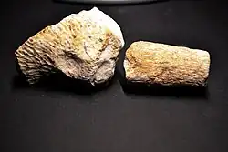 Kalkschwämme (Calcarea), Fundort: Dornplecke, Rethen