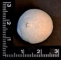 Kugeliger Kalkschwamm mit Anhaftungsstelle (Porosphaera globularis), Fundort: Rethen