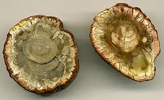 Verkieseltes Holz aus dem Mesozoikum von Madagaskar