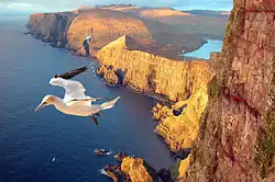 Addition zweier Bilder: Nachträglich eingefügter Basstölpel