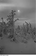 Typische Winterstimmung mit intensiver Raueisbildung (Aufnahme vmtl. um 1950/1960)