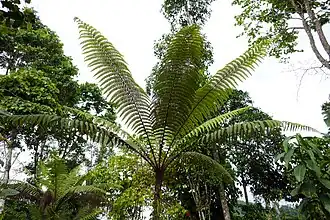 Baumfarn Fougère arborescente (Cyathea welwitschii).
