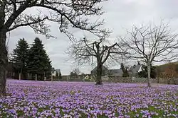 Blühaspekt auf einer Obstwiese