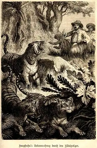 „Junghuhn’s Ueberraschung durch den Königstiger“.[233]