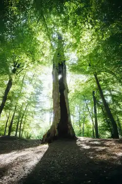 Friedrichseiche bei Magdeburgerforth