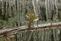 Im Eis eingehüllter junger Trieb.