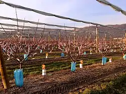 Spätfrostbekämpfung in einer blühenden Aprikosenkultur (Marillenkultur) mit Frostkerzen im Rhonetal, La Roche de Glun.