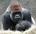 Westlicher Gorilla (Gorilla gorilla)