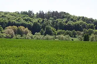 Der Fussenacker von Staudt gesehen