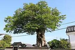 Futami no Ōmuku („Großer Muku-Baum von Futami“) im Mai 2023