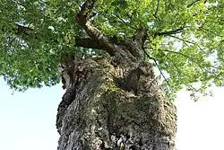 Nahaufnahme (Mai 2023)