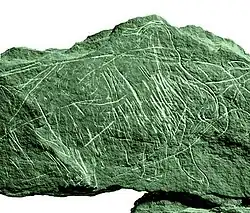 Gravierte Schieferplatten von Gönnersdorf