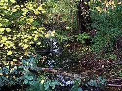 Die junge Gösel hinter der Stockheimer Kirche