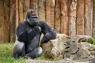 Westlicher Flachlandgorilla
