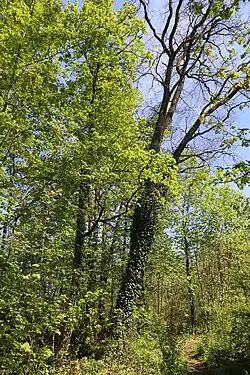 Waldstück im Südosten