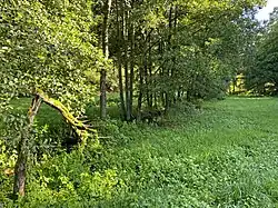 Erlen säumen den Mohlsbach