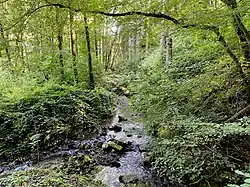 Große Dhünn im Erlen-Auwald