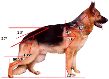 Das typische Zuchtziel der Hundezüchterclubs für die moderne Struktur des Körpers des Deutschen Schäferhunds